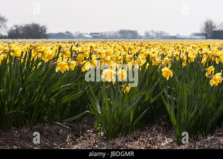 LISSE HILLEGOM, THE NETHERLANDS - APRIL 16, 2014: Low view of a field yellow flowering Daffodils. Foto Stock