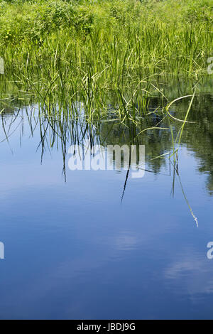 Cielo blu e un paio di nuvole riflessa nello stagno con erba alta a bordo d'acqua. Foto Stock