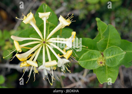 Unione Caprifoglio - Lonicera periclymenum comune scalatore siepe Foto Stock