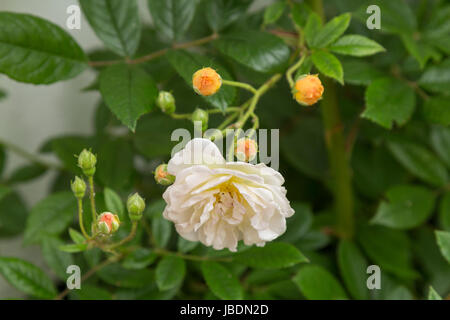 Rosa "Ghislaine de Feligonde', un muschio Rambling Rosa. Fragranti semi doppia bianca /albicocca blumi. In bud e fiore. Foto Stock