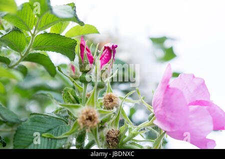 I boccioli di rose di borgogna. Rosa selvatica. Artigianato rose. Foto Stock