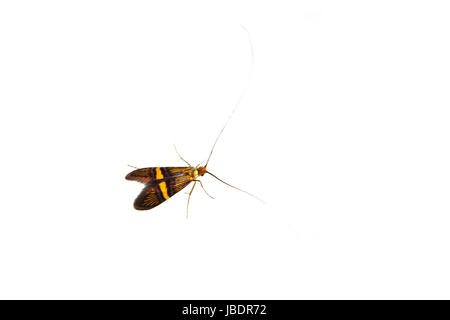 Longhorn tarma (Adela degeerella) isolato su sfondo bianco Foto Stock