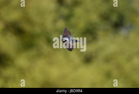 Barn Swallow (Hirundo rustica) Foto Stock