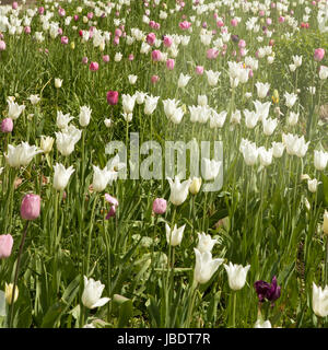 Un grande campo di colore rosa e bianco tulipani in mostra Foto Stock