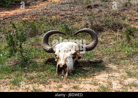 Il teschio di bufalo in Addo Elephant Park, Sud Africa Foto Stock