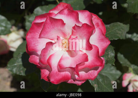 rosa Foto Stock