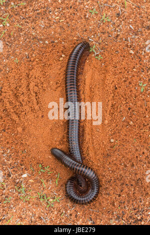 Giganteschi millepiedi africano (Archispirostreptus gigas), Kgalagadi parco transfrontaliero, Sud Africa, Gennaio 2017 Foto Stock