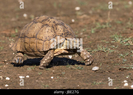 Leopard (montagna) tartaruga (Stigmochelys pardalis), Kgalagadi parco transfrontaliero, Sud Africa, Febbraio 2017 Foto Stock