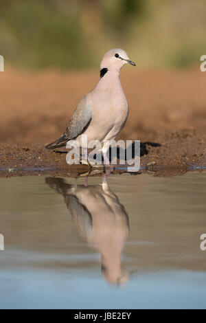 Capo Tortora (Streptopella capicola), Zimanga riserva privata, Sud Africa, maggio 2017 Foto Stock