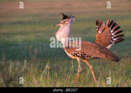 Kori bustard (Ardeotis kori) maschio di corteggiamento, Kgalagadi Parco transfrontaliero, Northern Cape, Sud Africa, Febbraio 2017 Foto Stock