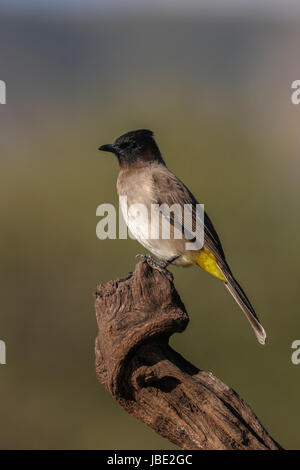 Dark-capped (nero-eyed bulbul) (Pycnonotus tricolore), Zimanga riserva privata, KwaZulu-Natal, Sud Africa, aprile 2017 Foto Stock