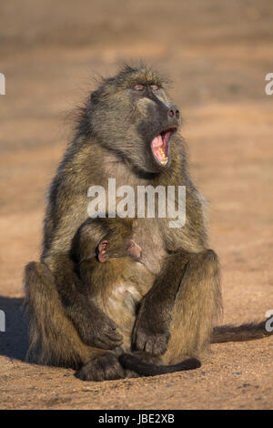 Chacma baboon (Papio ursinus) con i giovani, il parco nazionale Kruger, Sud Africa, maggio 2017 Foto Stock