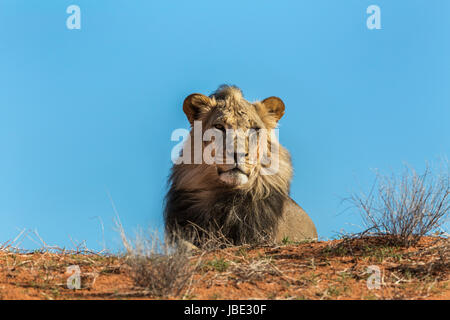 Lion (Panthera leo) maschio, Kgalagadi parco transfrontaliero, Northern Cape, Sud Africa, Febbraio 2017 Foto Stock