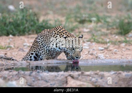 Leopard (Panthera pardus) femmina bere, Kgalagadi Parco transfrontaliero, Northern Cape, Sud Africa, Febbraio 2017 Foto Stock