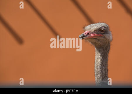 Una bella wild African femmina testa di struzzo ritratto isolato sulla parete arancione Foto Stock