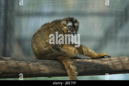 Collare Lemurresting marrone su un ramo, lo Zoo di Cordoba, Spagna Foto Stock