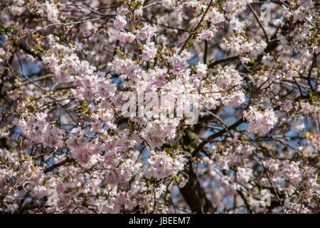 Alberi da frutto lo spurgo Foto Stock