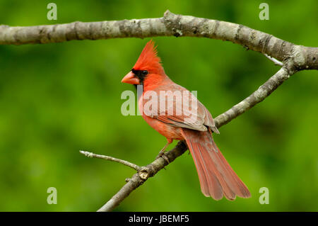 Un maschio il Cardinale si siede su un ramo. Foto Stock