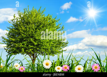 Gras, Blümchen und ein Baum, mit blauem Himmel und Sonne im Hintergrund Foto Stock