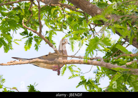 Colomba arroccato nella struttura ad albero Foto Stock