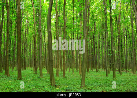 Vista mozzafiato come il sole splende attraverso la foresta in una nebbiosa giorno Foto Stock