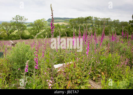 Foxgloves crescente selvatici sul clifftops in Devon Foto Stock