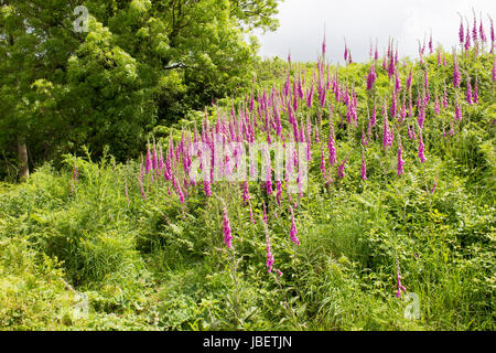 Foxgloves crescente selvatici sul clifftops in Devon Foto Stock