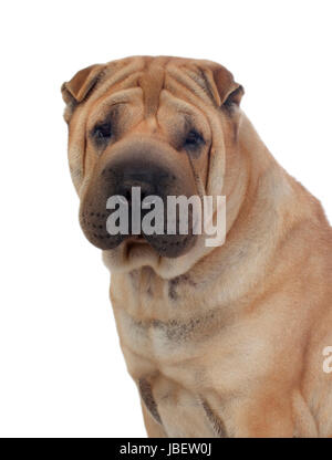 Bella Shar Pei cane di razza isolato su uno sfondo bianco Foto Stock