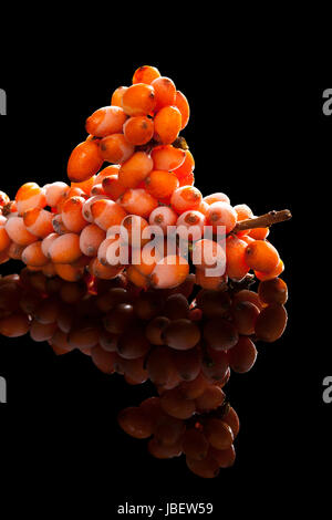 Seabuckthorn ramoscello con gelo su frutti di bosco con la riflessione isolata su sfondo nero. Medicina alternativa, antiossidante naturale. Foto Stock