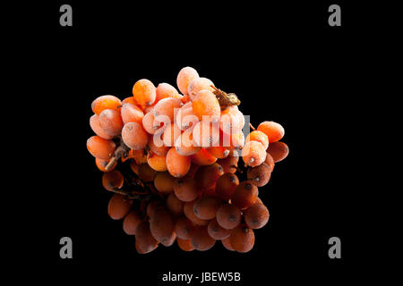 Seabuckthorn ramoscello con gelo su frutti di bosco con la riflessione isolata su sfondo nero. Medicina alternativa, antiossidante naturale. Foto Stock