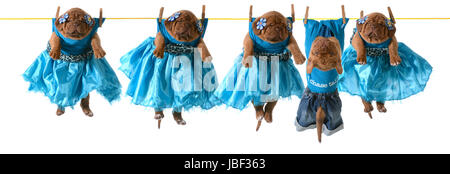 Cani su uno stendibiancheria - Dogue de Bordeaux cuccioli appeso sulla linea di lavaggio Foto Stock