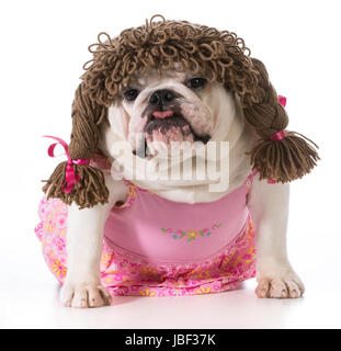 Un cane femmina - Bulldog inglese indossando abiti rosa e la spiralina parrucca isolati su sfondo bianco Foto Stock