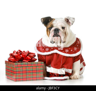 Natale - cane Bulldog inglese vestito di rosso seduto accanto a presente isolato su bianco Foto Stock