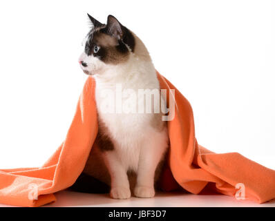 Gatto sotto coperture - ragdoll seduto sotto una coperta di colore arancione su sfondo bianco - maschio Foto Stock