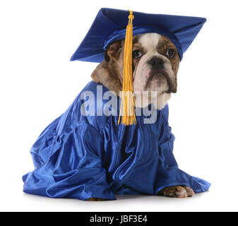 Puppy school - Bulldog inglese che indossa la laurea hat e camice isolati su sfondo bianco Foto Stock