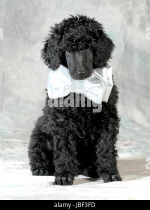 Bel cucciolo - standard poodle puppy indossando un bowtie seduto su sfondo grigio - 8 settimane Foto Stock