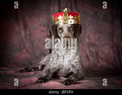 Rovinato cane - tedesco shorthaired puntatore indossando una corona su sfondo viola Foto Stock