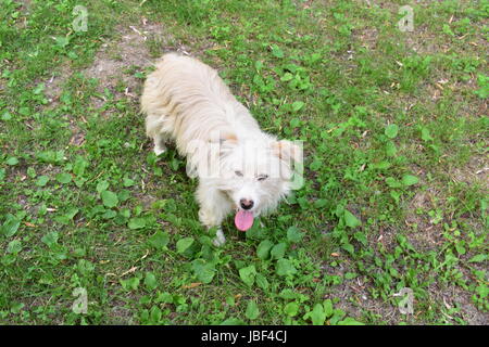 Il cane sta facendo facce buffe Foto Stock