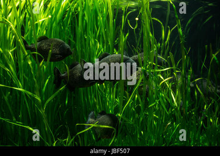 Acquario con tanti pesci e piante naturali e sabbia.pesci tropicali.acquario  con piante verdi e coralli Foto stock - Alamy
