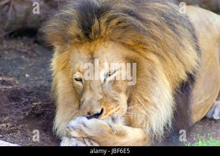 Un giovane maschio adulto lion giacente sul suo ventre la pulizia la sua zampata da leccare con la lingua. Il maschio panthera Leo ha un lungo giallo e nero mane ed è chiamato il re della giungla. Foto Stock