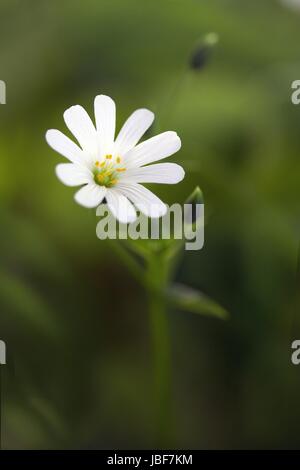 Grandi stitchwort / stellaria holostea Foto Stock