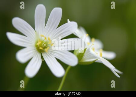 Grandi stitchwort / stellaria holostea Foto Stock