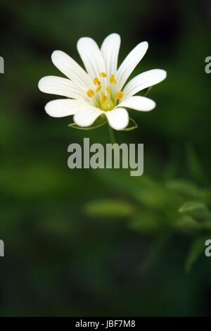 Grandi stitchwort / stellaria holostea Foto Stock