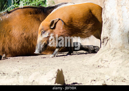 Una vista di profilo del Fiume Rosso hog, noto anche come Bush, maiale un maiale selvatico annusando il terreno. È sorprendente red rufus pelliccia con gambe di nero e un tufted striscia bianca lungo la colonna vertebrale e ciuffi auricolari. Foto Stock