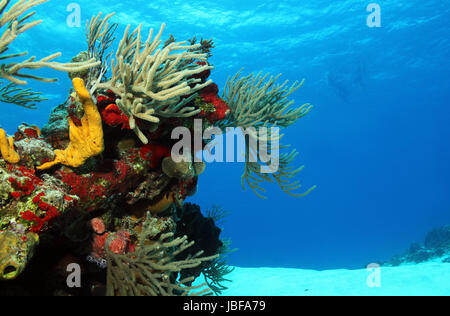 Coralli sulla sabbia bianca con affioramento subacquei in background, Cozumel, Messico Foto Stock