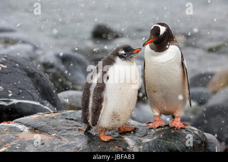 Pinguino Gentoo e il suo pulcino a Dorian Bay, Antartide Foto Stock