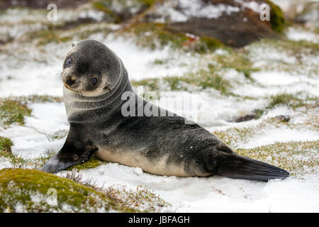 Pelliccia sigillo pup a Stromness, Isola Georgia del Sud Foto Stock