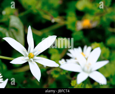 Stella di Betlemme Ornithogalum umbellatum nel mio giardino Foto Stock