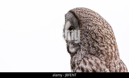 Un grande grigio Allocco (Strix Nebulosa) mostra la sua bella lato sinistro profilo quando si appollaia con un bel bianco sullo sfondo nuvoloso. Foto Stock