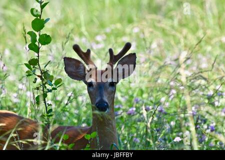 Young White-tailed deer buck (Odocoileus virginianus) Foto Stock